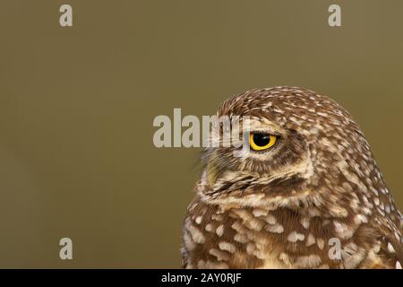 Kaninchenkauz - Athene cunicularia - Einbrennende Eule Stockfoto