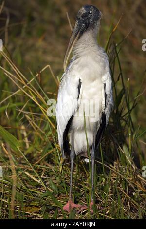 Waldstorch - Mycteria Americana - American Wood Ibis Stockfoto