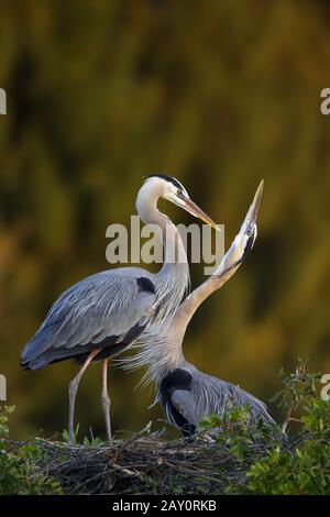 Kanadareiher - Ardea herodias - Großer blauer Heron Stockfoto
