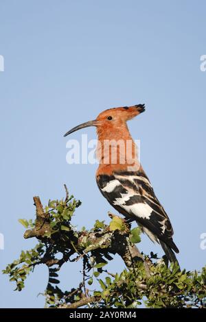 Afrikanischer Hoopoe - Wiedehopf - Perching - Südafrika Stockfoto