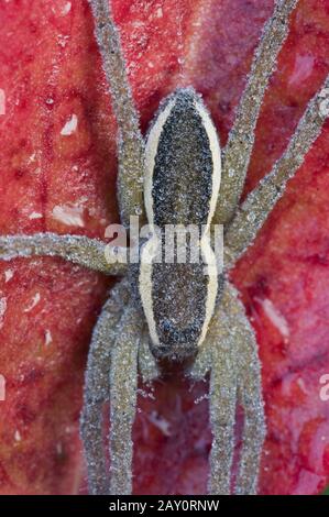 Gerandete Jagdspinne/Floßspinne/Dolomedes fimbriatus Stockfoto