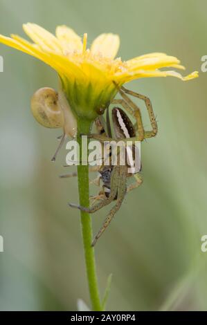 Gerandete Jagdspinne mit Beute / Floßspinne / Dolomedes fimbriatus Stockfoto