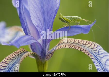 Grünes Heupferd Larve / Great Green Busch-Cricket / Tettigonia viridissima Stockfoto