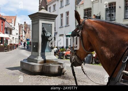 Brunnen für die Trinkrinne der Touristenkutschen auf Wijngaardplein Stockfoto