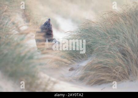 Wilde neuseeländische Felldichtung (Arctocephalus forsteri) im Dünengras, Neuseeland Stockfoto