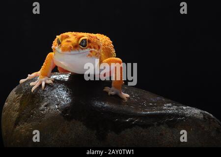 Portrait eines Leopardengeckos auf einem Felsen, Indonesien Stockfoto