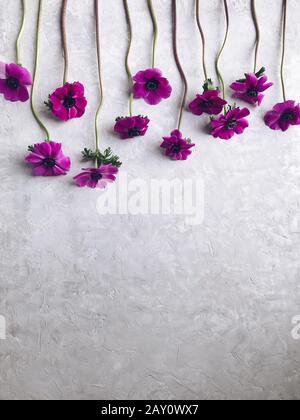 Rosafarbene Anemonblüten auf strukturiertem grauem Hintergrund Stockfoto