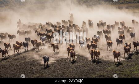 Majestätische Pferde galoppieren durch das offene Grasland Stockfoto