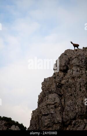 Gams in den italienischen Alpen Stockfoto