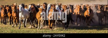 Majestätische Pferde galoppieren durch das offene Grasland Stockfoto