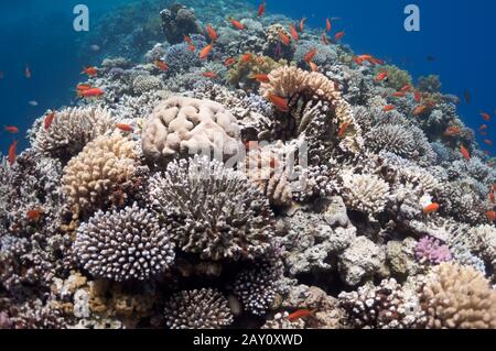 Wunderschönes Korallenriffe in der Nähe der Stadt Dahab in Ägypten Stockfoto