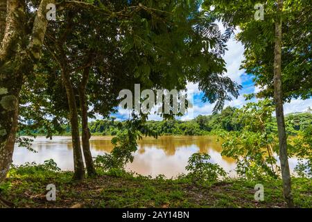 Suriname Jungle Mit Blick Auf Den Muddy River Stockfoto