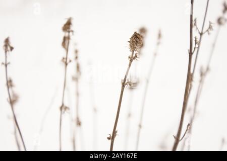 Trockene Wildblumen wachsen im weißen verschneiten Feld Stockfoto