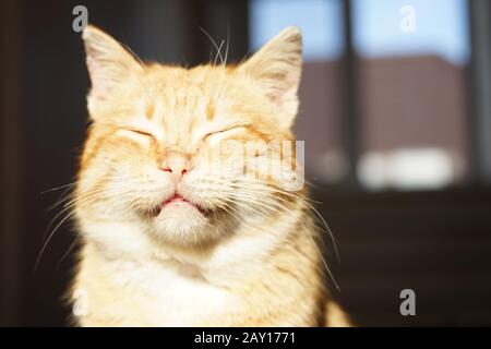 Süßes Ingwer-Katzenblatt mit geschlossenen Augen. Haustierporträt bei Sonnenlicht.