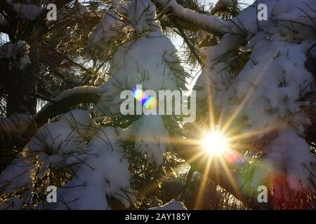 Sonne mit Strahlen in verschneiten Kiefernzweigen. Winterwald. Stockfoto