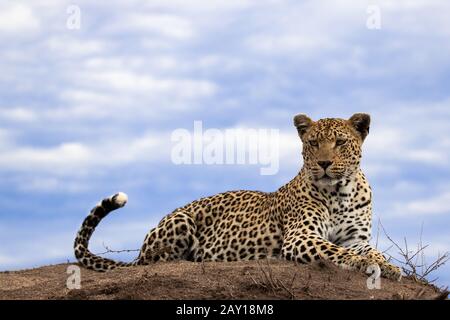 Ein Leopard, Panthera pardus, liegt auf dem Gipfel eines Termitenmunds, Himmelshintergrund, der aus dem Rahmen blickt Stockfoto