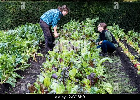 Zwei Gärtner kneten in einem Gemüsebett in einem Garten und inspizierten Schweizer Mangelpflanzen. Stockfoto