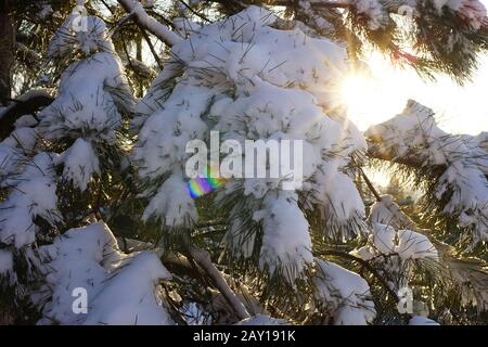 Kiefer im Schnee. Sonne mit Strahlen am Himmel. Winterwald. Stockfoto