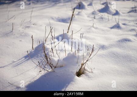 Trockenrasen wachsen auf weißem, schneebedeckten Feld. Sonnenlicht und blaue Schatten. Stockfoto