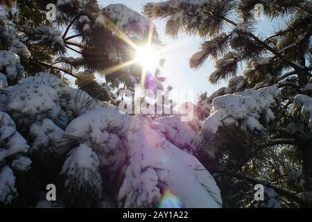 Sonne mit Strahlen und verschneiten Kiefernzweigen im Winterwald. Stockfoto
