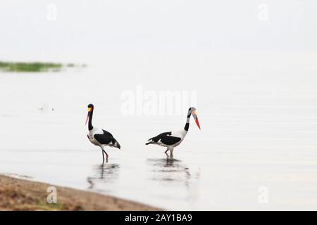 Zwei mit Sattel in Rechnung gestellte Störche laufen auf der Suche nach Fisch über den See. Stockfoto