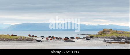 Rind am sandigen Ufer, Insel Eigg, Hebriden Stockfoto