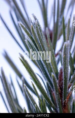 Kiefernzweig im Winter bei morgendlichem Frost mit Hoarfrost bedeckt. Stockfoto