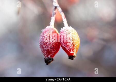 Wilde Rosenbeeren sind an einem frostigen, sonnigen Tag mit Hoarfrost bedeckt. Winter im Hof. Stockfoto