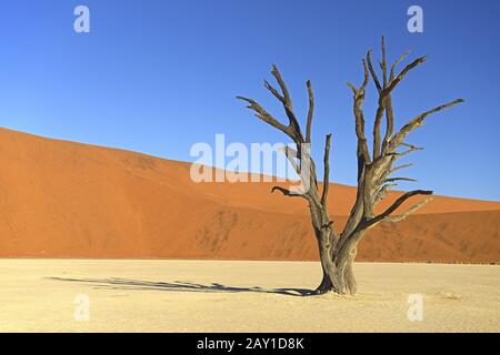 Kameldornbäume (Acacia erioloba), auch Kameldorn- oder Kamelsprossen genannt Stockfoto
