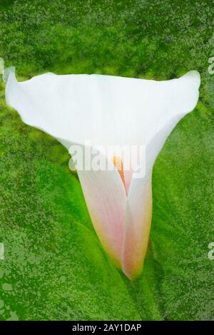 Eine weiße Calla- oder Arum-Lilienblume mit einer rosafarbenen Kehle auf grünem Grund, Textureffekt. Stockfoto