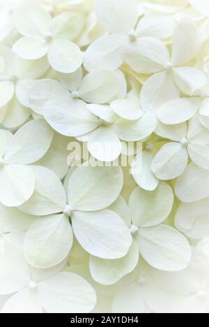 Nahaufnahme der schönen weißen Hydrangea-Blumen in voller Blüte, Hintergrundtextur. Stockfoto
