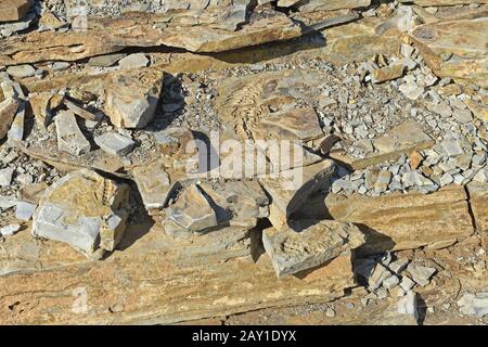 Etwa 300 Millionen Jahre alte Fossilien von Mesosaurus tenuidens Stockfoto
