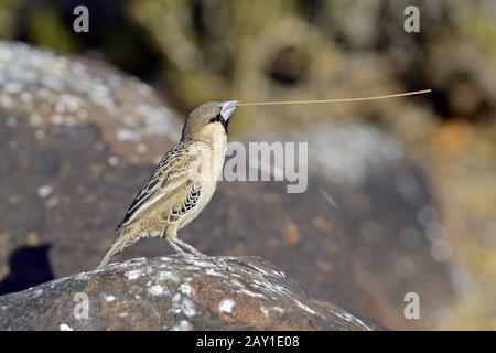 Siedelweber (Philetairus socius) mit Nistmaterial, Keetmanshoop Stockfoto