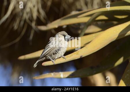Siedelweber (Philetairus socius) Keetmanshoop, Namibia, Afrika Stockfoto