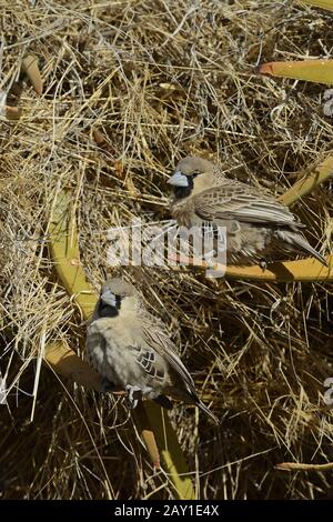 Siedelweber (Philetairus socius) Keetmanshoop, Namibia, Afrika Stockfoto