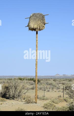 Das Siedelweber (Philetairus socius) liegt an einer ehemaligen St Stockfoto