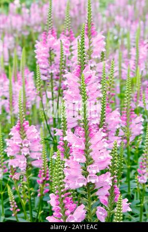 Viele rosafarbene Liberkopfblüten oder gehorsame Pflanzenblumen, geblümte Hintergrundtextur. Stockfoto