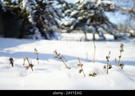 Trockene Wildblumen wachsen im weißen verschneiten Garten. Stockfoto