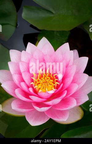 Nahaufnahme einer rosafarbenen Seerosenblume oder lotos mit Blättern auf Teich, Kopie oder Textraum. Stockfoto