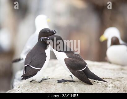 Razorbill oder weniger Auk (Alca torda), ein kolonialer Seevoss in der Gattung Alca der Familie Alcidia, die Auks. Aufgenommen auf Staple Island, Farne Islands. Stockfoto