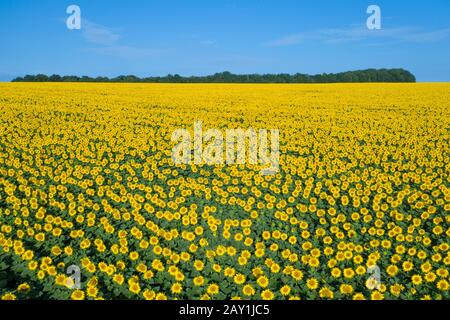 Sommergelbe Blumen wunderschönes Feld. Blick auf den Sommer Feldblumen Stockfoto