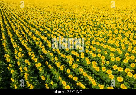 Feld von Sonnenblumen. Luftaufnahme von landwirtschaftlich genutzten Feldern, blühenden Raps. Ansicht von oben. Stockfoto