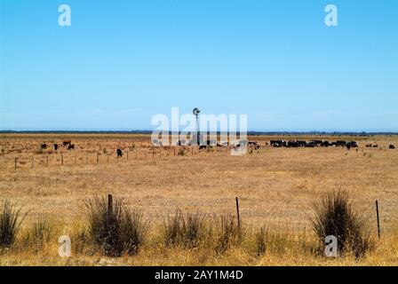 Australien, Viehbestand auf Weide mit Windturbine für die Wasserversorgung Stockfoto