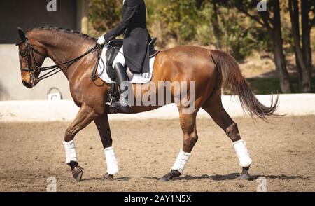 Kaukasische Frau, die ihr Dressurpferd reitet Stockfoto