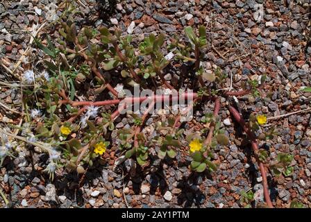 Australien, gemeinsame Portulak aka Rot root oder verdolaga Stockfoto