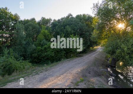 Sonnenlicht in den Bäumen des grünen Sommer Wald Stockfoto