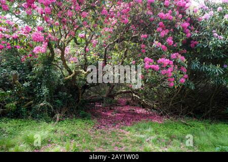 Blühender Rhodendron-Busch in wildem Garten. Stockfoto