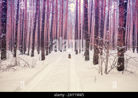 Kiefernschneewald im Winter. Naturlandschaft. Hund sitzt im Wald Stockfoto