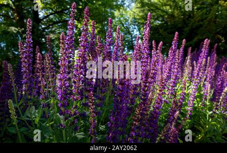 Violett blühender Gartensage - Salvia nemorosa Stockfoto