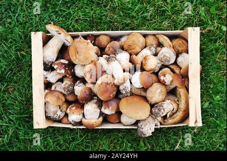 Sammeln Sie Naturwaldpilze in Kiste auf Gras Stockfoto